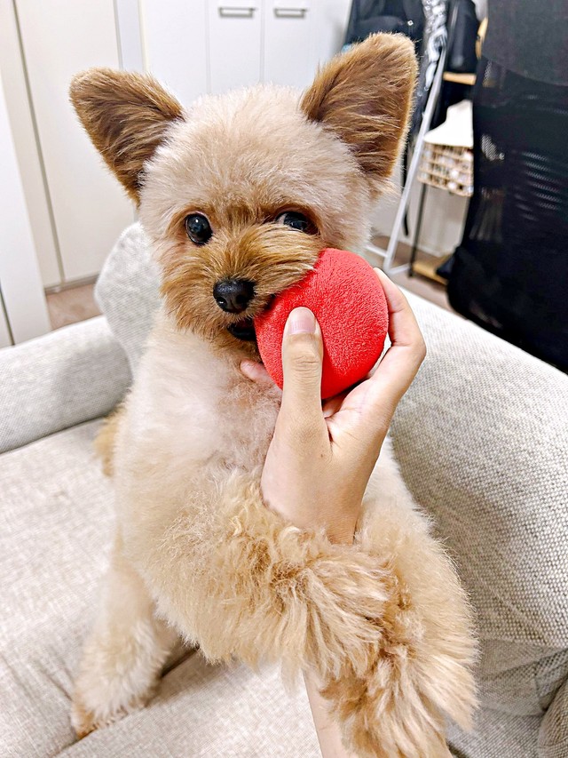 おもちゃで遊ぶぽっちちゃん。飼い主さんに寄り添う行動が話題に（画像提供：もじゃ犬ぽっちさん）