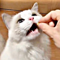 フードかと思いきや、お薬だった！ 気づかず食べることらちゃん（画像提供：ことら モフドールさん）