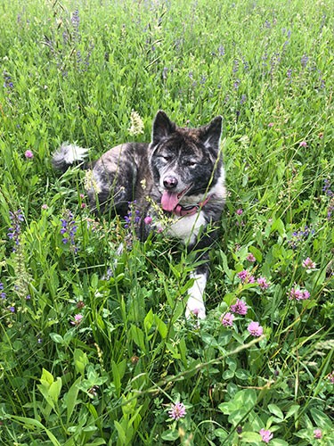 犬友のサユリちゃん、本当はこんなにカワイイ