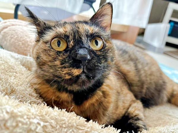 温かい毛布の上でくつろぐまるちゃん（画像提供：しろくまですよ。さん）