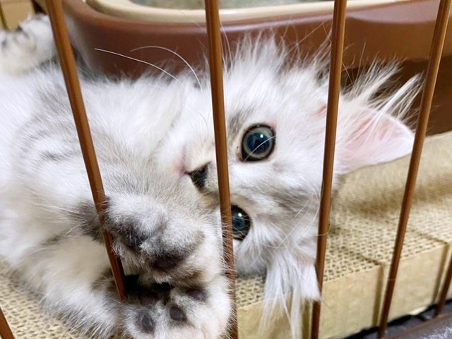 子猫時代、飼い主さんをじっと見つめるすぴさん（画像提供：すぴさん）