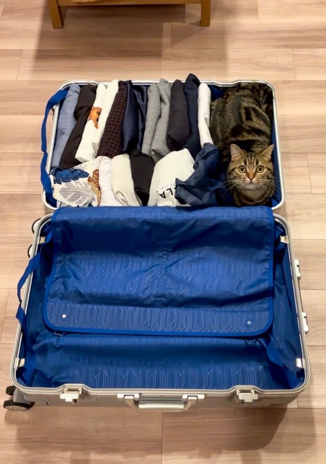 荷造りの恒例のよう（あんこともなか充電ねこさん提供）