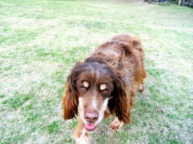 愛犬の老い、知識と覚悟を　認知症で介護必要に、がんも急増