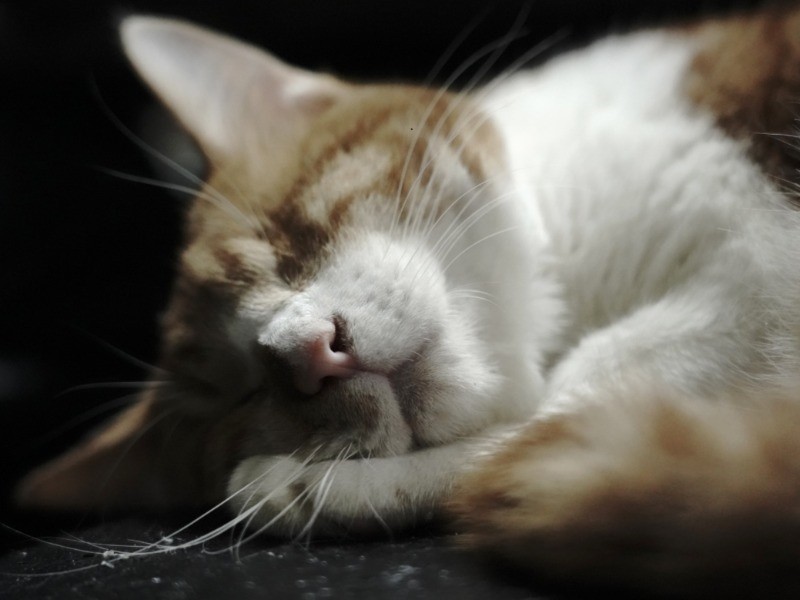 「猫たちの幸せが、私の幸せ」