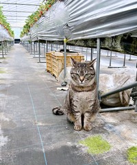 元保護猫・コタローくん。イチゴ農園で飼い主さんと二人三脚、活躍していました（画像提供：キジトラ・コタローのウキウキDAYS!!さん）