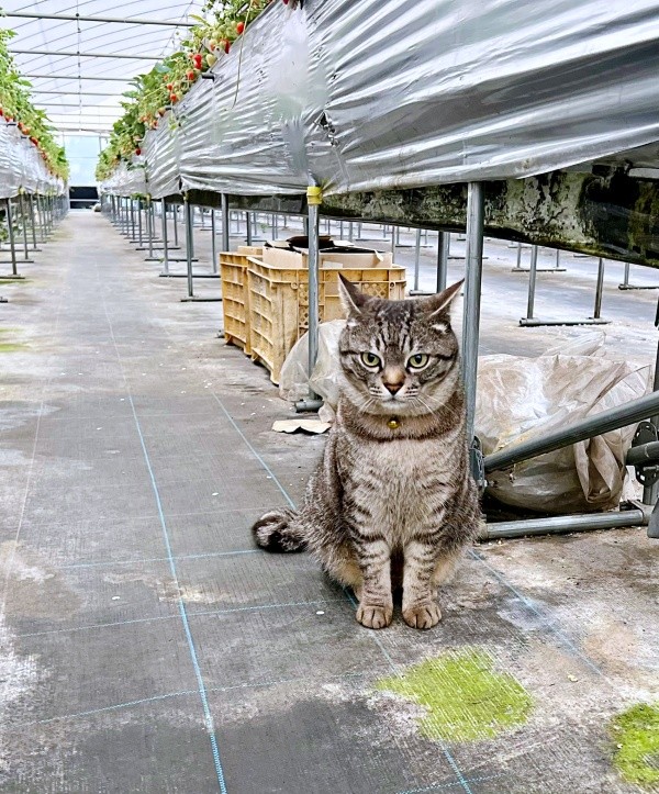 元保護猫・コタローくん。イチゴ農園で飼い主さんと二人三脚、活躍していました（画像提供：キジトラ・コタローのウキウキDAYS!!さん）