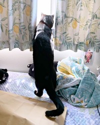 お迎えから1年半後.、いつもの窓辺でニャルソックするアサトくん（画像提供：ゆきのさん）
