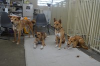 エクアルライフで出会いを待つ蓮ちゃんのお父さん（1番左）、お母さん（左から2番目）ら保護犬たち