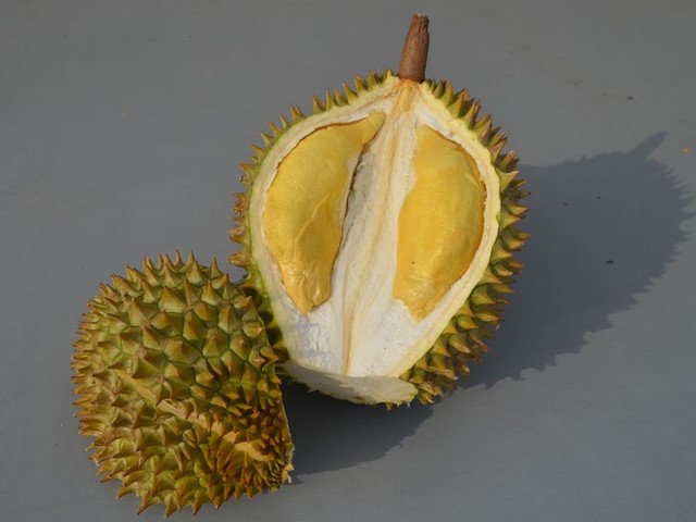 ベランダの王様と私　日本にもドリアンブーム?　「くさいけど、病みつき」のナゾとは　