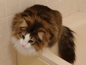 浴室へ向かうと我先にとスタンバイ　ノルウェージャンフォレストキャットの「日向」