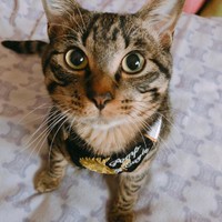 スカジャン風ハーネスがお似合い