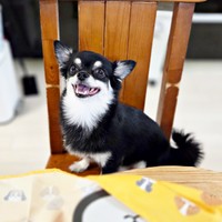 椅子にちょこんと座る禄ちゃん（画像提供：ろく子さん）