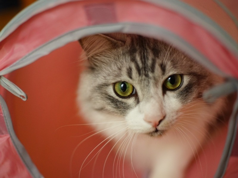 トンネルを抜けたら、すてきなことあるかな