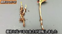 【16日後】最初と比べると太さが逆転しました