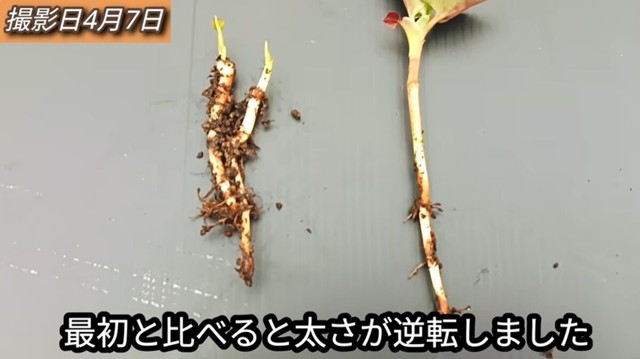 【16日後】最初と比べると太さが逆転しました