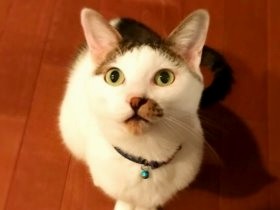 超ビビリな猫、2カ月まともに姿を見せず　今では肩をフミフミ