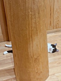 柱の向こうからひょっこり♡ 心地良さそうなひめちゃん（画像提供：こさか養蜂場 宮崎県川南町さん）