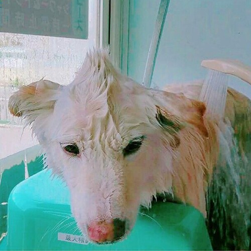 シャンプーしてもらってスッキリ！