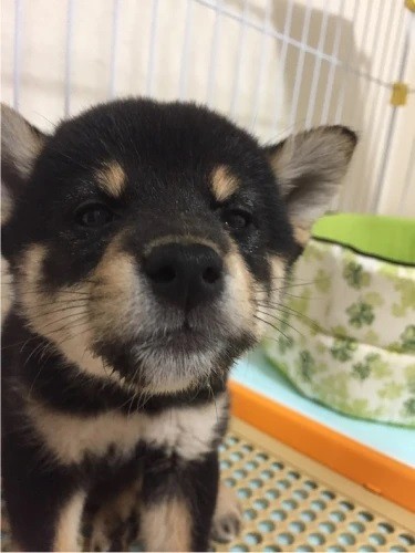 家にきたころの「れんげ」