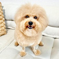 にっこり笑顔がキュートなポテチくん（画像提供：ポテチやでさん）