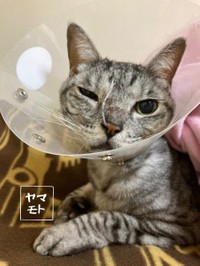 エリカラとカテーテル、取れないかな。＝ヤマモトさんさん（@Yamamoto_1112_）提供