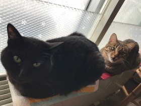 腕をガブッ！あたりは血だらけに　恐怖のあまり動物病院で攻撃的になる犬猫達