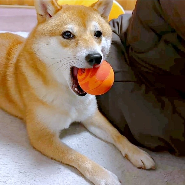 ボールをくわえたようこちゃん（画像提供：シバシバお豆さん）