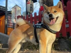 新しいハーネスに安全祈願　地元の神社にお参りする柴犬「ポン太」は散歩が大好き！