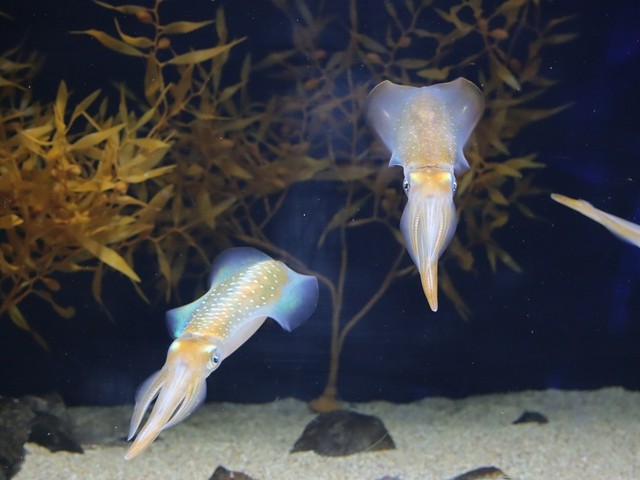 四国水族館　アオリイカ産卵床の設置に協力　香川・宇多津町