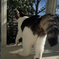 飼い主さんが大好きなモフモフの“しーちり”