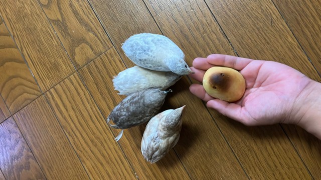 みんなで仲良くご飯！（提供：ポポチョロ🐦💨さん）