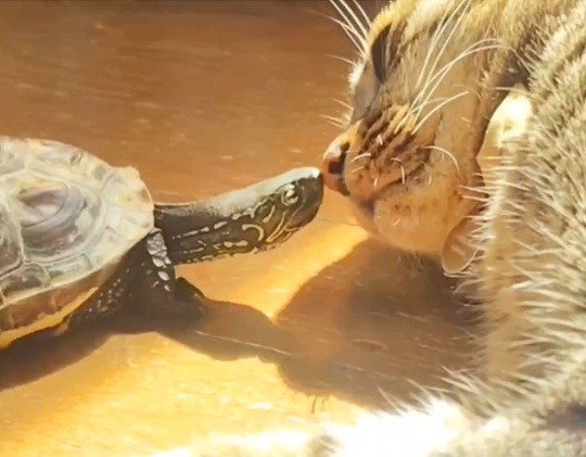 わかりますか？この表情（飼い主さん提供）