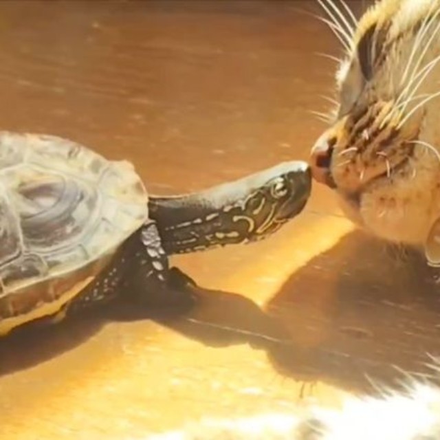 わかりますか？この表情（飼い主さん提供）