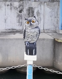 大阪市の渡船場には野鳥除けのフクロウ
