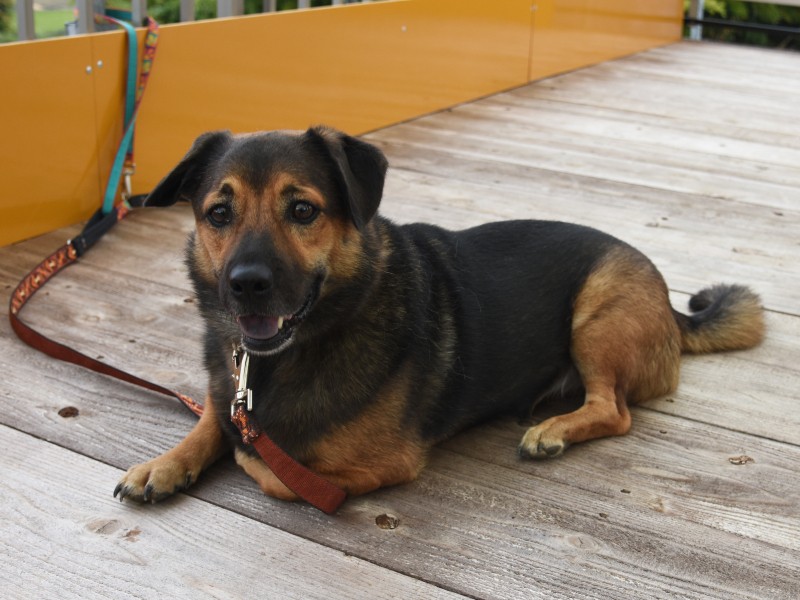 飼い主が引っ越すため引き取った犬もいる（嶋並ひろみ撮影）