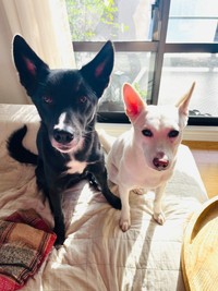 黒くん（左）、白ちゃん（画像提供：白と黒のいぬさん）