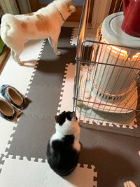 朝、猫ちゃんと暖を取る＝けもさん（@sokonron）提供