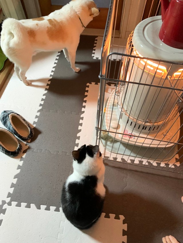 朝、猫ちゃんと暖を取る＝けもさん（@sokonron）提供