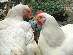 と殺されなくとも生きられない　極限まで体を作り変えられたブロイラーのリアル