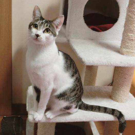 キャットタワーでポーズ！