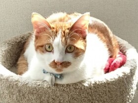 何を食べてるのかニャ…　虎視眈々と狙う茶白MIX「つくね」