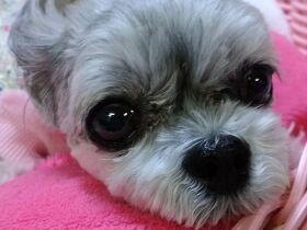 ごはんまだー？　ミックス犬「もなか」うるんだ瞳でおねだり上手