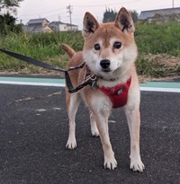 お散歩中のあさつゆちゃん。無垢な瞳で人間を見つめます