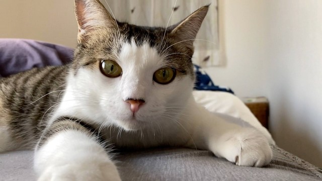 お鼻の上の黒いラインも、えんちゃんのチャームポイントです