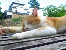 猫城主「さんじゅーろー」城下にもにぎわいを　謎解きで街歩き