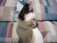 子猫のころのミカちゃんは、今よりお顔の色は薄かったよう