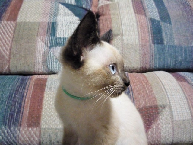 子猫のころのミカちゃんは、今よりお顔の色は薄かったよう