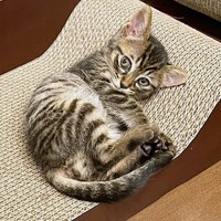 子猫時代、飼い主さんを見つめる真良くん（画像提供：まよなんさん）