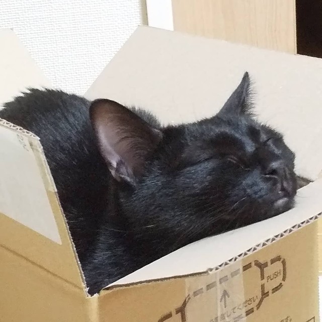 小さめの箱に軟体動物のようにすっぽり収まる