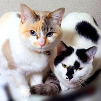 仲良く寄り添うオタルちゃん（左）とシャネルちゃん（右）（画像提供：らいらいももさん）